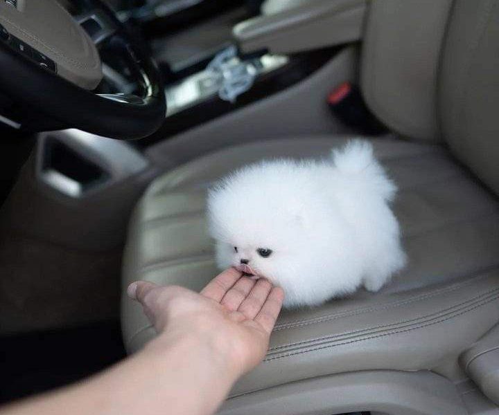 Two Awesome T-Cup Pomeranian Puppies