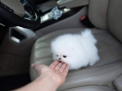 Two Awesome T-Cup Pomeranian Puppies