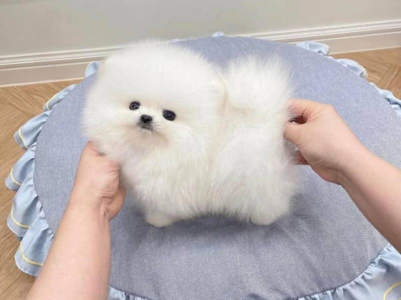Two Awesome T-Cup Pomeranian Puppies