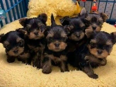 Yorkshire Terrier Puppies