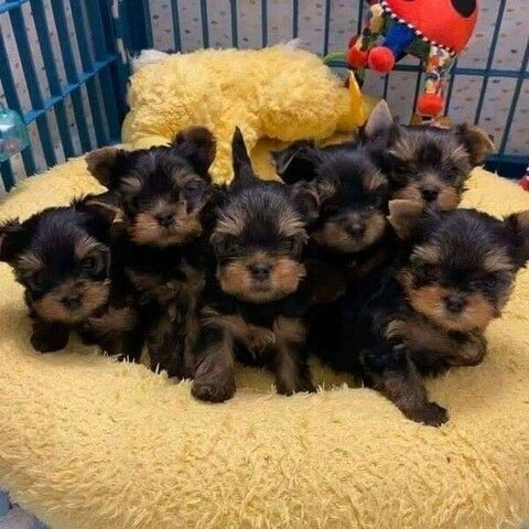 Yorkshire Terrier Puppies