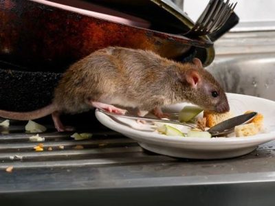 Rodent Control
