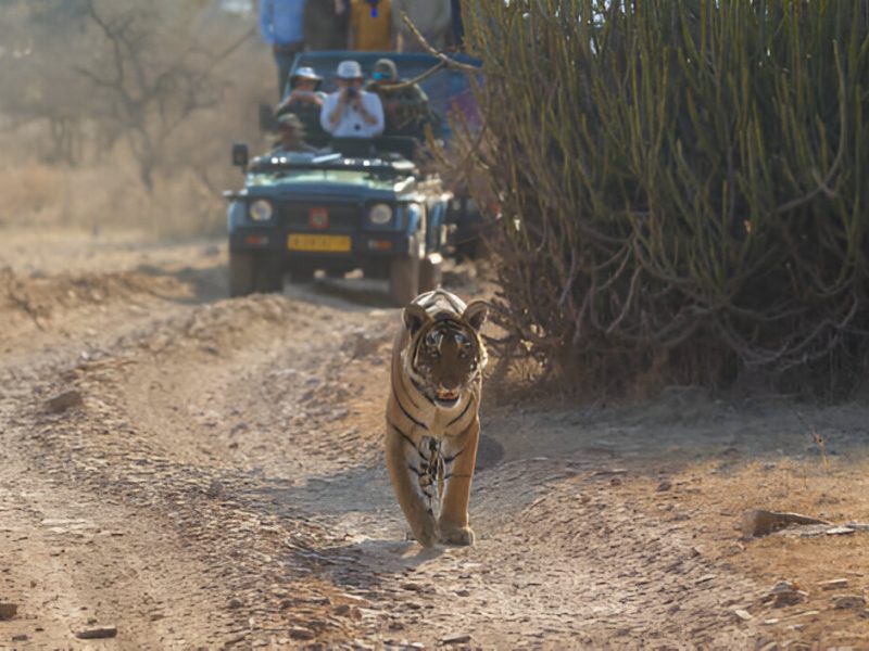 5-Day Itinerary For Central India Tiger Safari Tours