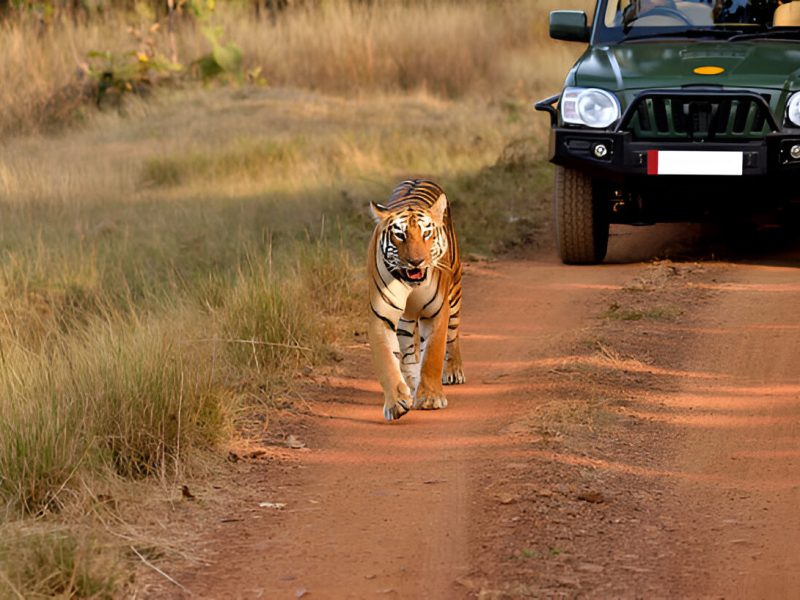 5-Day Itinerary For Central India Tiger Safari Tours