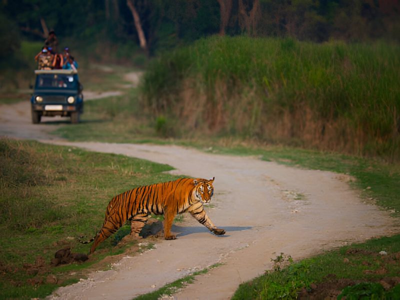 5-Day Itinerary For Central India Tiger Safari Tours