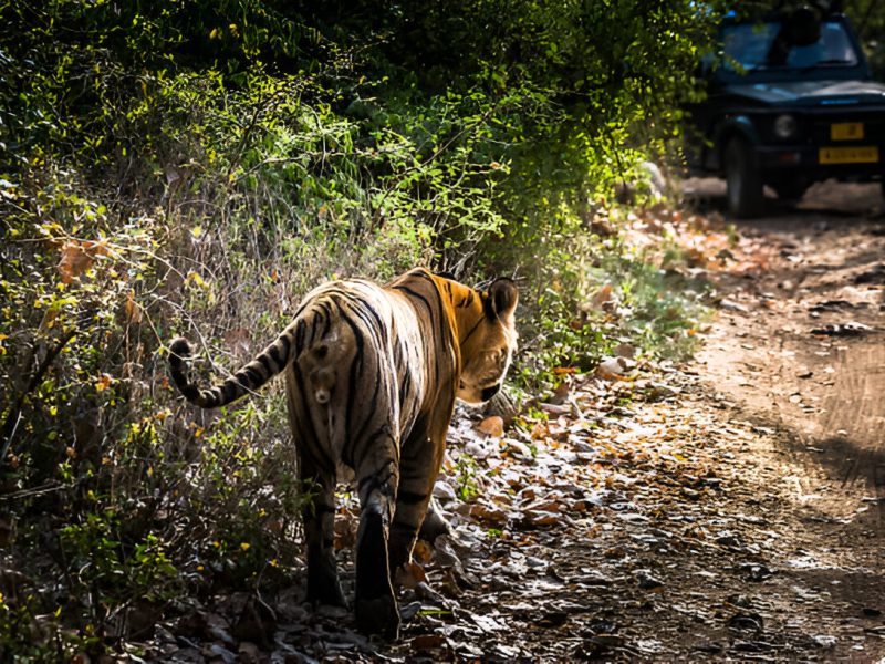 5-Day Itinerary For Central India Tiger Safari Tours