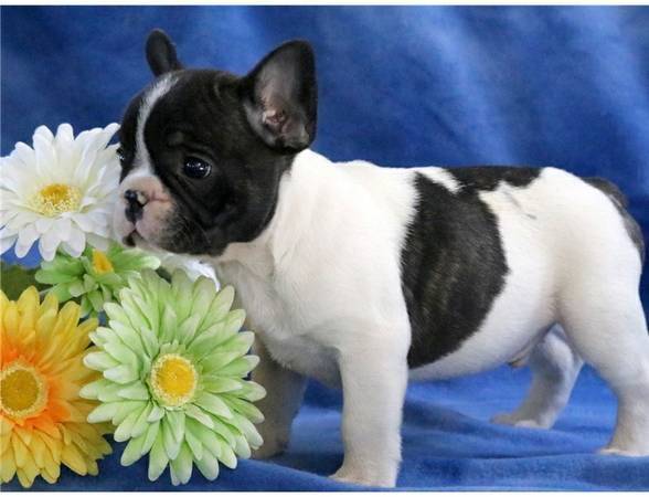 Cachorros de bulldog francés, disponibles desde hoy!