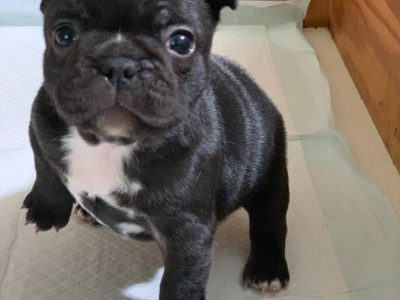 Cachorros de bulldog francés, disponibles desde hoy!