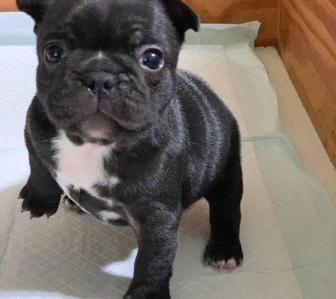 Cachorros de bulldog francés, disponibles desde hoy!