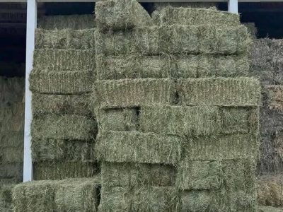 #Alfalfa Hay grass for sale