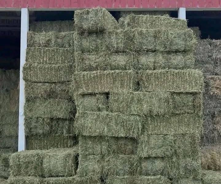 #Alfalfa Hay grass for sale