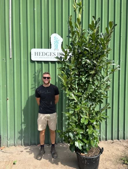 Quality Hedging Plants & Garden Screening Delivered Across the UK