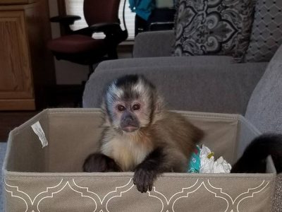 Playful & Adorably Tame Capuchin Monkey