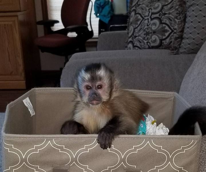 Playful & Adorably Tame Capuchin Monkey