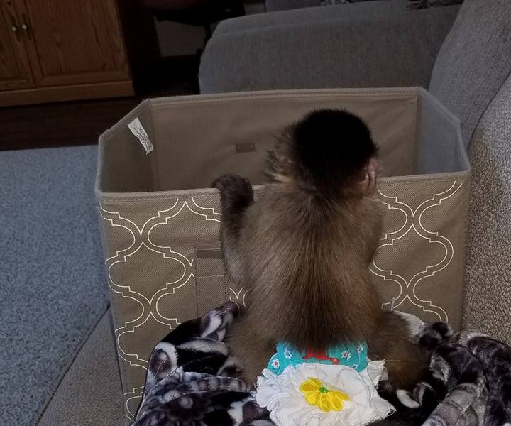 Playful & Adorably Tame Capuchin Monkey