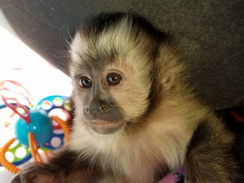 Playful & Adorably Tame Capuchin Monkey