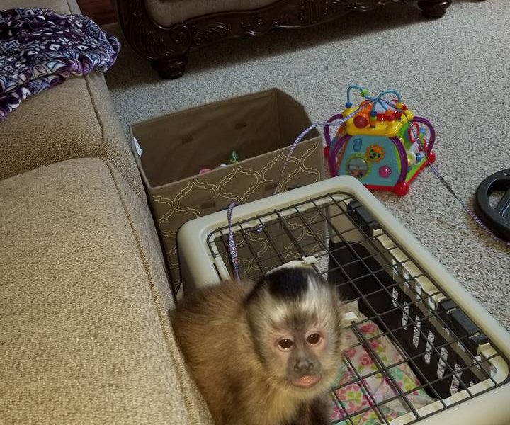 Playful & Adorably Tame Capuchin Monkey
