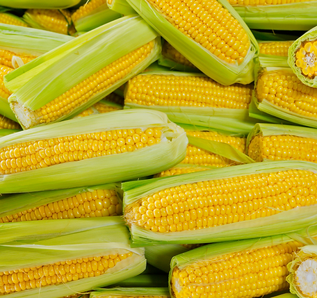 Hybrid Vegetable Seeds for Better Growth | Iris Seeds
