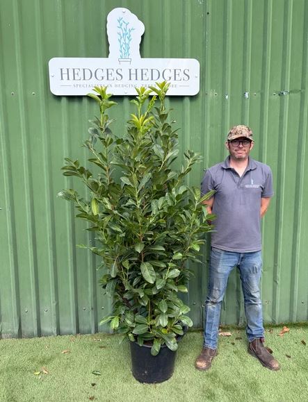 Quality Hedging Plants & Garden Screening Delivered Across the UK