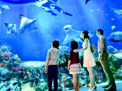 Singapore Oceanarium ticket cheap promotion Sentosa Universal Studios Singapore Adventure Cove Madame Tussauds Wings of Time Cable Car Luge Skyline Garden by the bay Bird Paradise Zoo Night Safari River Wonder Duck tour Superpark Flyer River Cruise Sky par