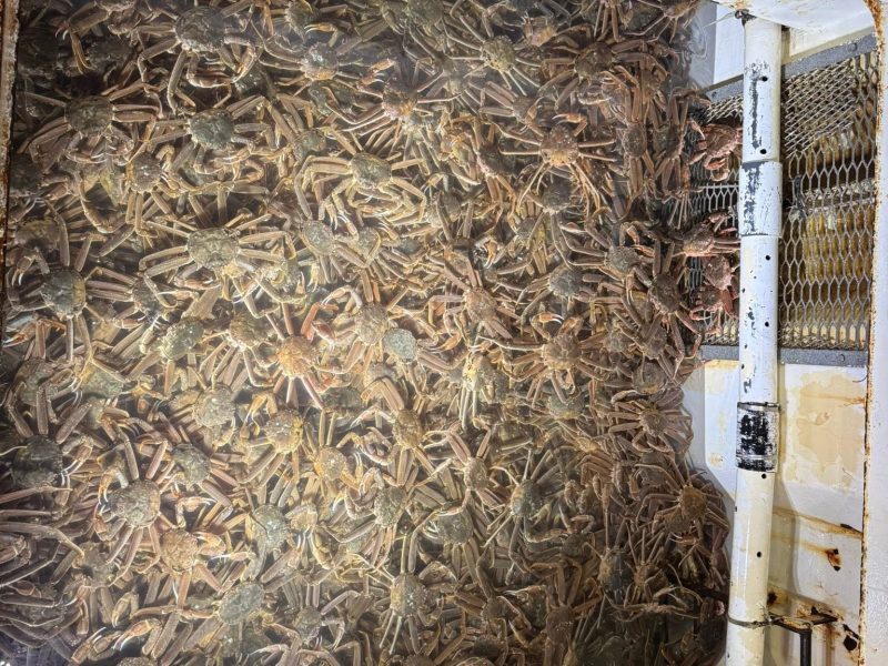 Live and Frozen King Crab for sale, Live/Frozen, RED King Crab, Alaskan King Crabs