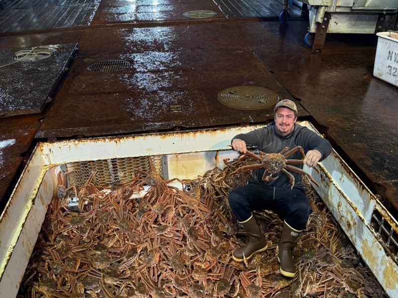 Live and Frozen King Crab for sale, Live/Frozen, RED King Crab, Alaskan King Crabs