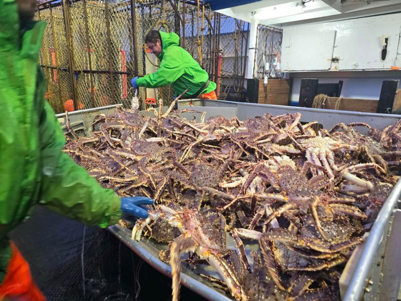 Live and Frozen King Crab for sale, Live/Frozen, RED King Crab, Alaskan King Crabs