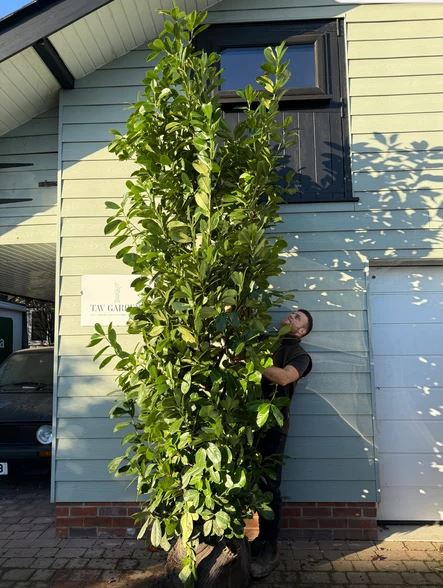 Quality Hedging Plants & Garden Screening Delivered Across the UK