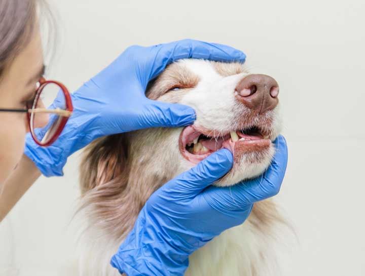 Dental Surgery for Dogs: Healthy Teeth, Happier Pets!