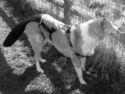 Dog Tail Wound Cover: Help Keep Wounds Protected