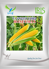 Hybrid Vegetable Seeds for Better Growth | Iris Seeds