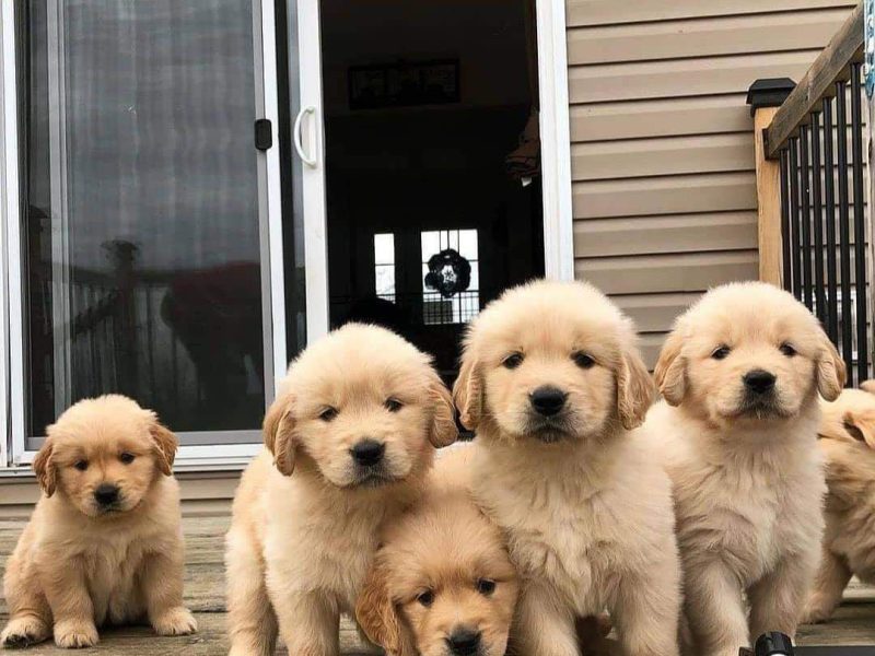 Golden Retriever Puppies for adoption
