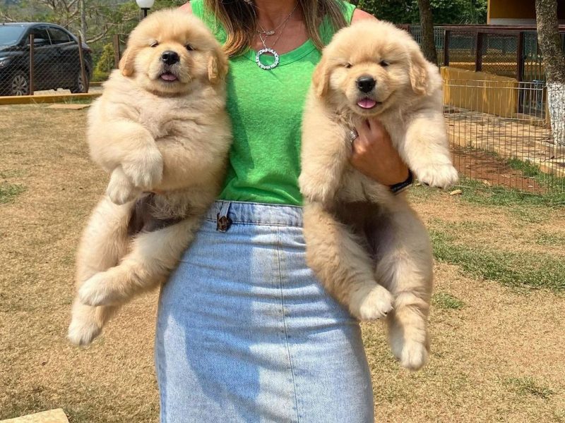 Golden Retriever Puppies for adoption