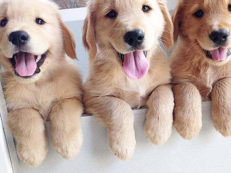 Golden Retriever Puppies for adoption