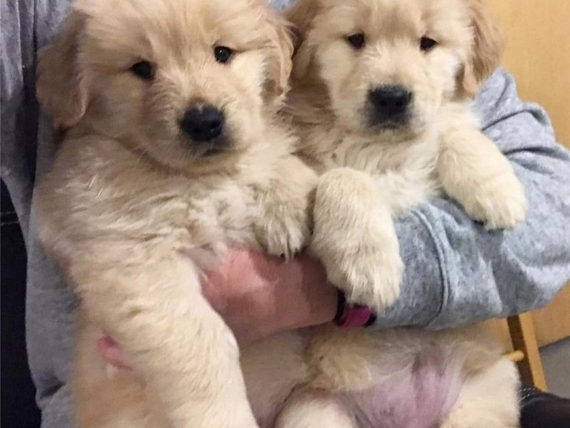 Golden Retriever Puppies for adoption