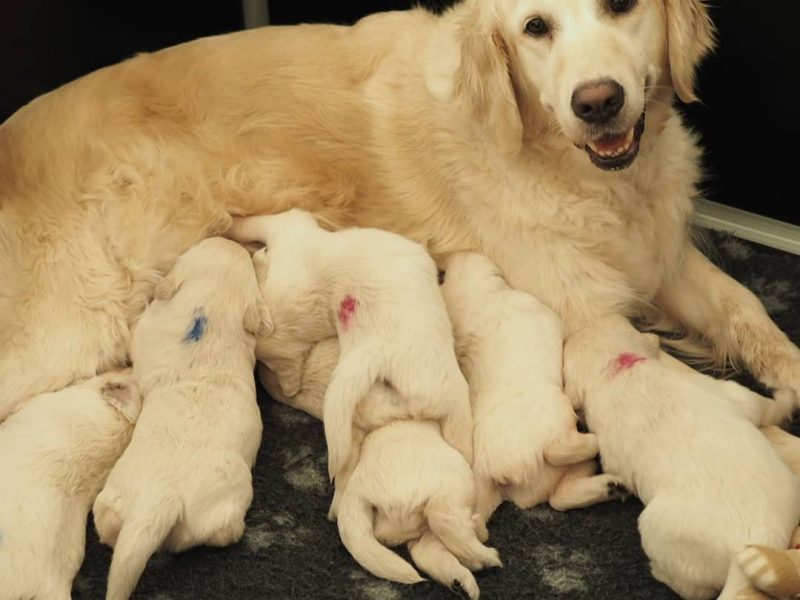 🐶❤️ ADORABLE GOLDEN RETRIEVER PUPPIES SEEKING LOVING FOREVER HOMES! 🏡🐾