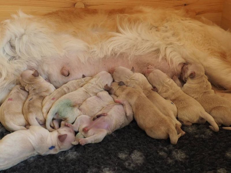 🐶❤️ ADORABLE GOLDEN RETRIEVER PUPPIES SEEKING LOVING FOREVER HOMES! 🏡🐾