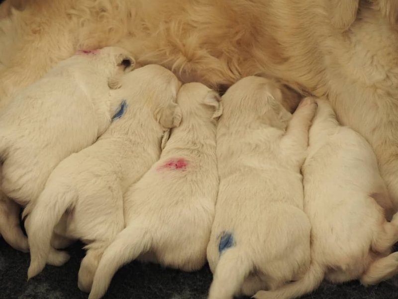 🐶❤️ ADORABLE GOLDEN RETRIEVER PUPPIES SEEKING LOVING FOREVER HOMES! 🏡🐾
