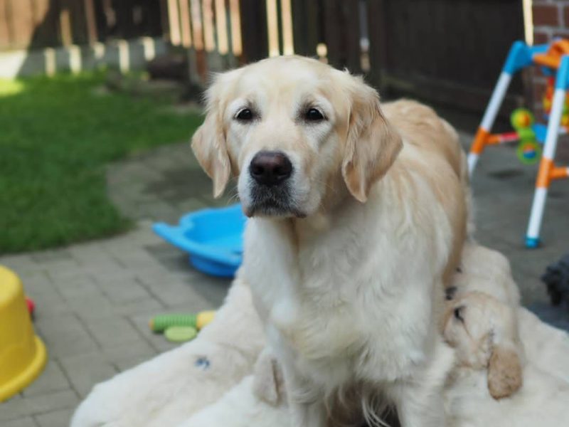 🐶❤️ ADORABLE GOLDEN RETRIEVER PUPPIES SEEKING LOVING FOREVER HOMES! 🏡🐾