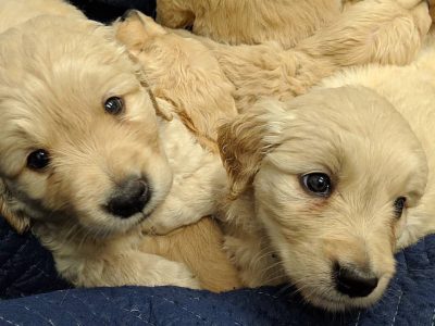 🐶❤️ ¡ADORABLES CACHORRITOS DE GOLDEN RETRIEVER! ¡ENCUENTRA A TU NUEVO MEJOR AMIGO! 🐾
