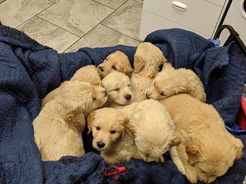 🐶❤️ ¡ADORABLES CACHORRITOS DE GOLDEN RETRIEVER! ¡ENCUENTRA A TU NUEVO MEJOR AMIGO! 🐾