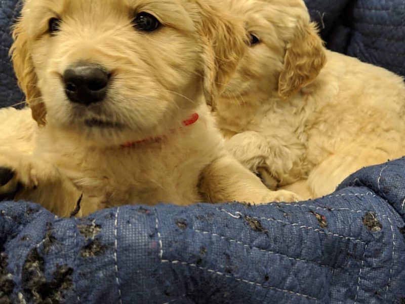 🐶❤️ ¡ADORABLES CACHORRITOS DE GOLDEN RETRIEVER! ¡ENCUENTRA A TU NUEVO MEJOR AMIGO! 🐾
