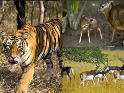 Jungle Safaris & Eco-Adventure in Kanger Valley National Park