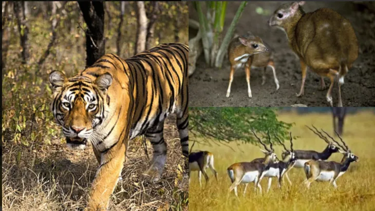 Jungle Safaris & Eco-Adventure in Kanger Valley National Park
