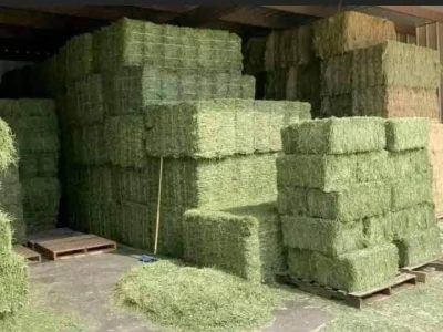 #Alfalfa Hay grass for sale / #Animal feed for sale