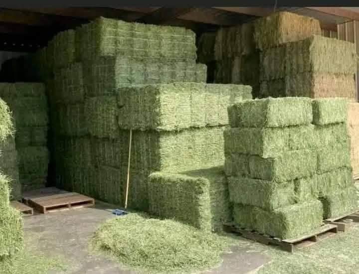 #Alfalfa Hay grass for sale / #Animal feed for sale