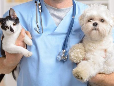 #1 Veterinary After-Hours Answering Service & Triage