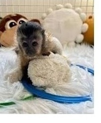 Sweet & Social Capuchin Babies