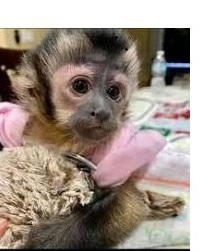 Sweet & Social Capuchin Babies