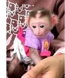 Sweet & Social Capuchin Babies